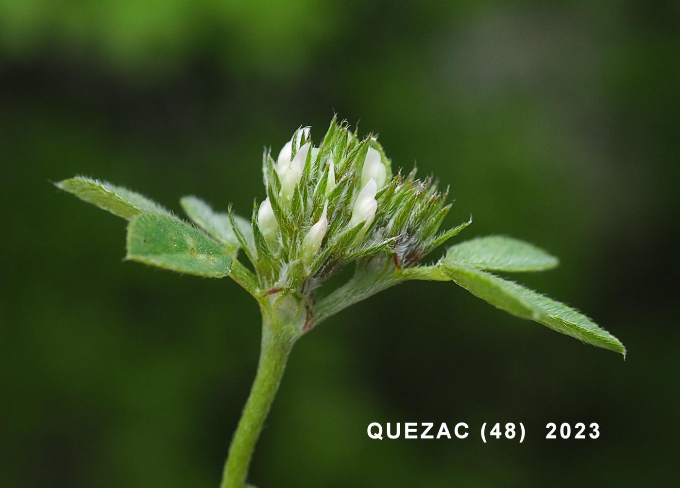 Clover, Rough flower